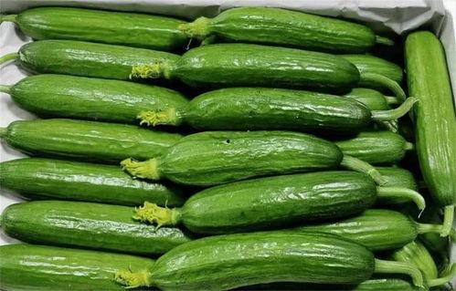 吃瓜娱乐间溜溜梅,溜溜梅带你品味酸甜人生