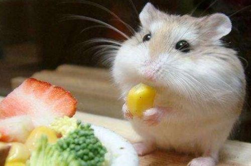 穷人养鼠大法娱乐吃瓜